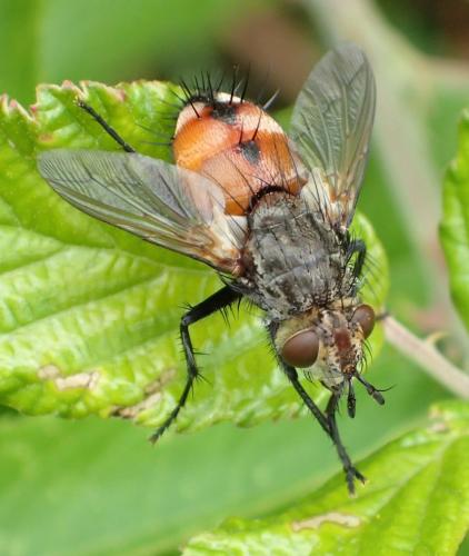 Réf. 198 824 : Peleteria rubescens